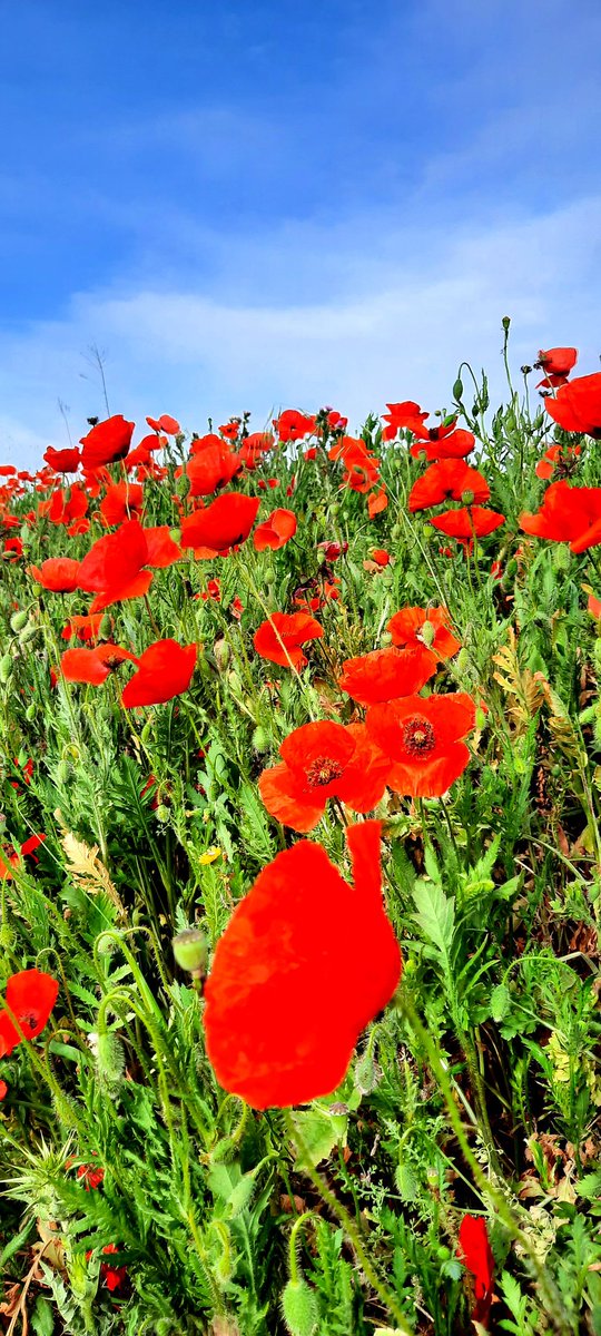 SonsoZatarain's tweet photo. «La amapola muestra una flor salvaje y frágil, resistente y singular, que nunca nadie ha plantado y cuya llama recorre los campos como un mensaje.»
#MarcelProust
#TotakeaWalk🦯
Vuelven las #Amapolas #primavera #campiña 
🌺🦋🥀🪴🐞 https://t.co/IFLHLSNhwQ