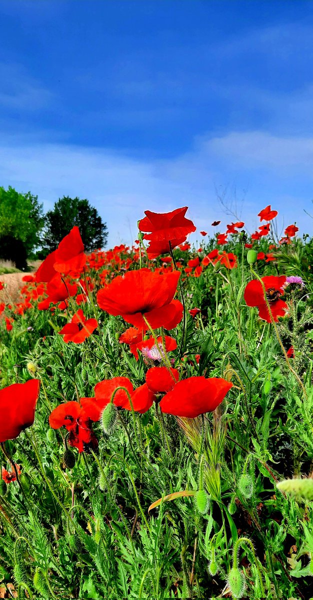 SonsoZatarain's tweet photo. «La amapola muestra una flor salvaje y frágil, resistente y singular, que nunca nadie ha plantado y cuya llama recorre los campos como un mensaje.»
#MarcelProust
#TotakeaWalk🦯
Vuelven las #Amapolas #primavera #campiña 
🌺🦋🥀🪴🐞 https://t.co/IFLHLSNhwQ