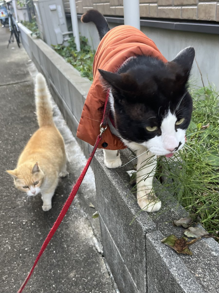 五十嵐  香織 tweet media