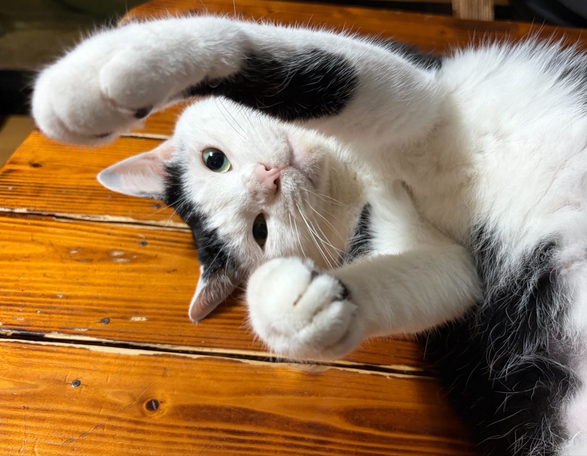 vegelovecat's tweet image. おはよー
起きたら継ぎ足したカラーを折り曲げて腹舐めてた😥 補強して5:17出発🐕
誕生日だけどやる気ゼロケーキも焼かず夕飯もCoCo壱とファミマ 植物性ケーキなくて動物性ないあんみつ買ったが腹一杯食えず
 #vegan #GoVegan #保護猫を家族に #保護犬を家族に
家族で話す 皆同じ考えだった
米くれくれ