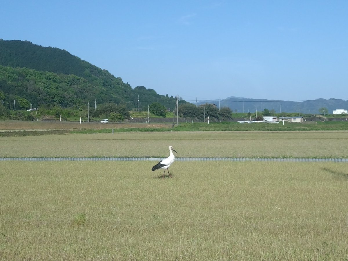 若桜鉄道「隼駅を守る会」のｶｲﾁｮｰ tweet media