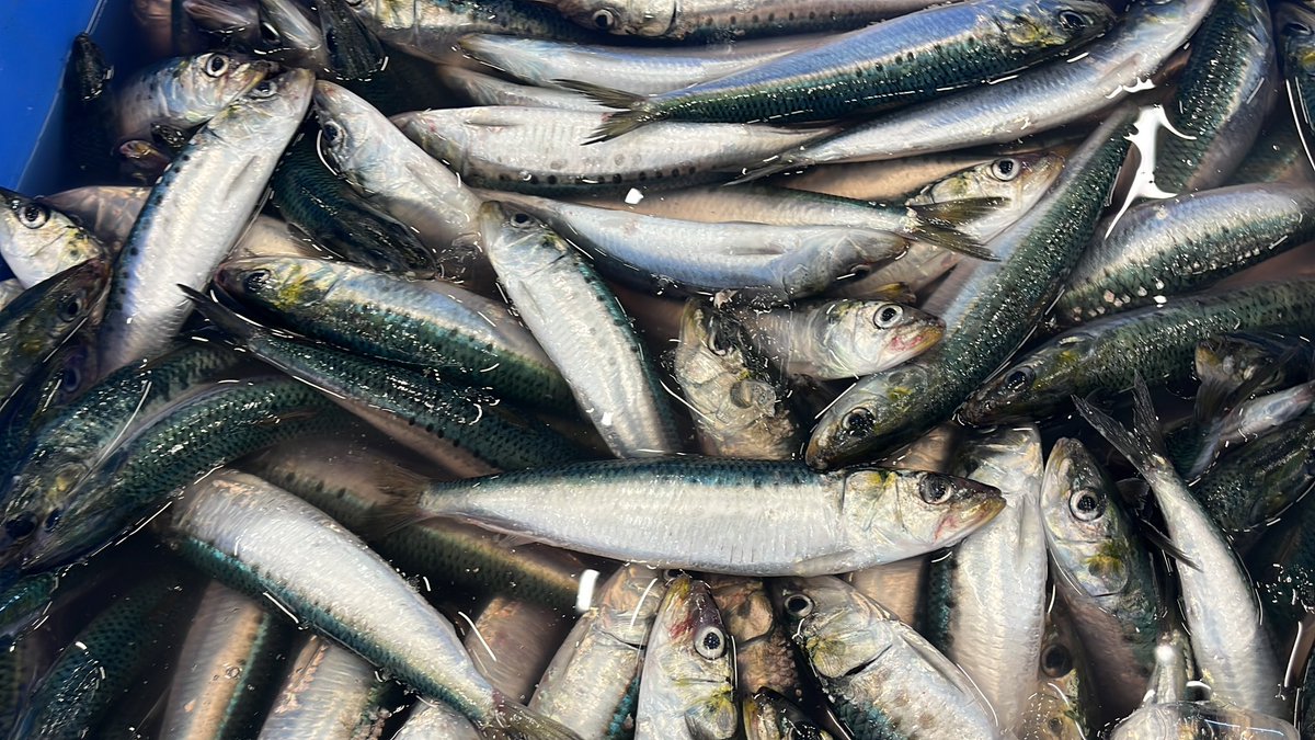 石川県のお魚 tweet media