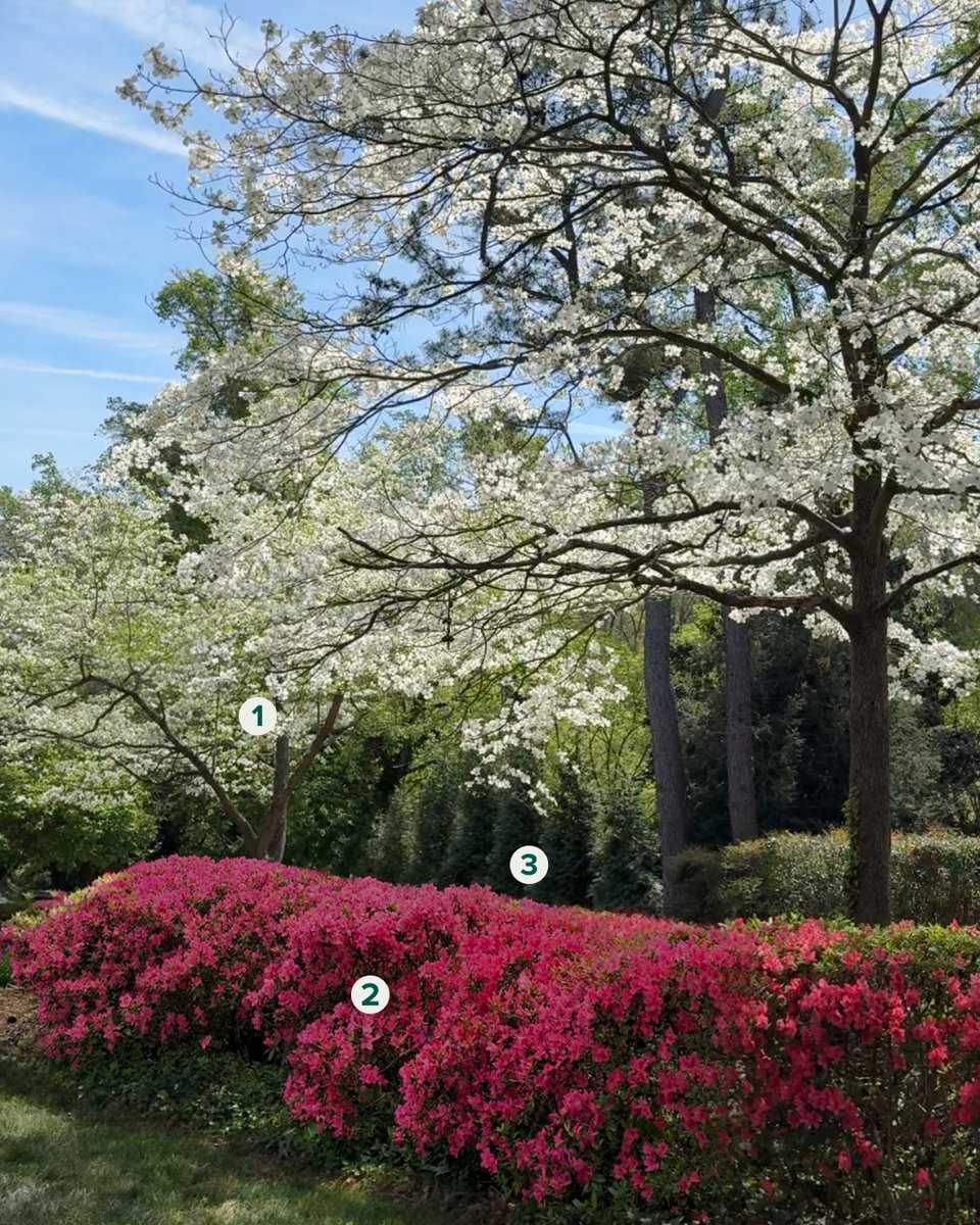 Fast Growing Trees tweet media
