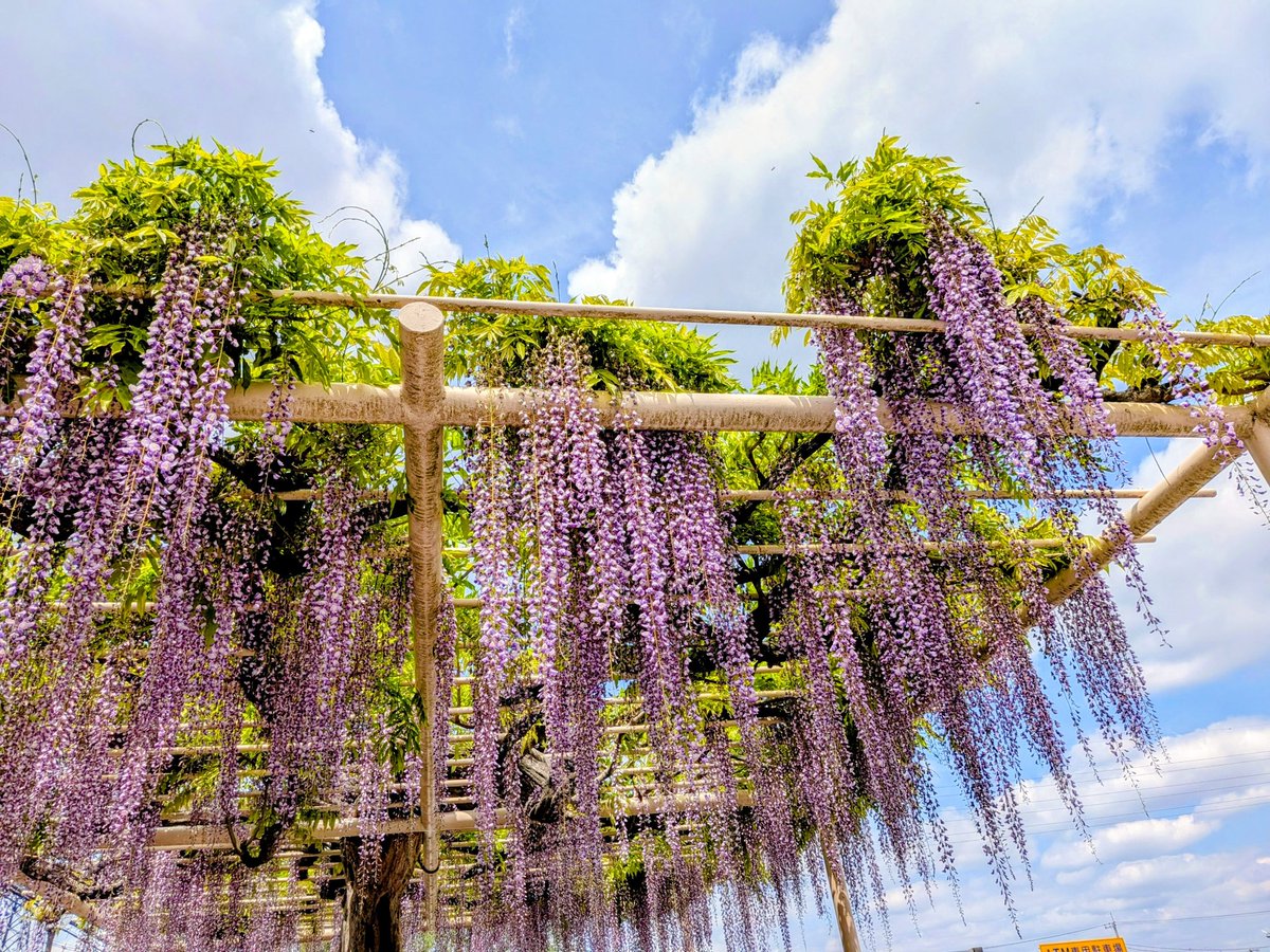 ぴの ︎𖤣𖥧𖥣｡｡｡ tweet media