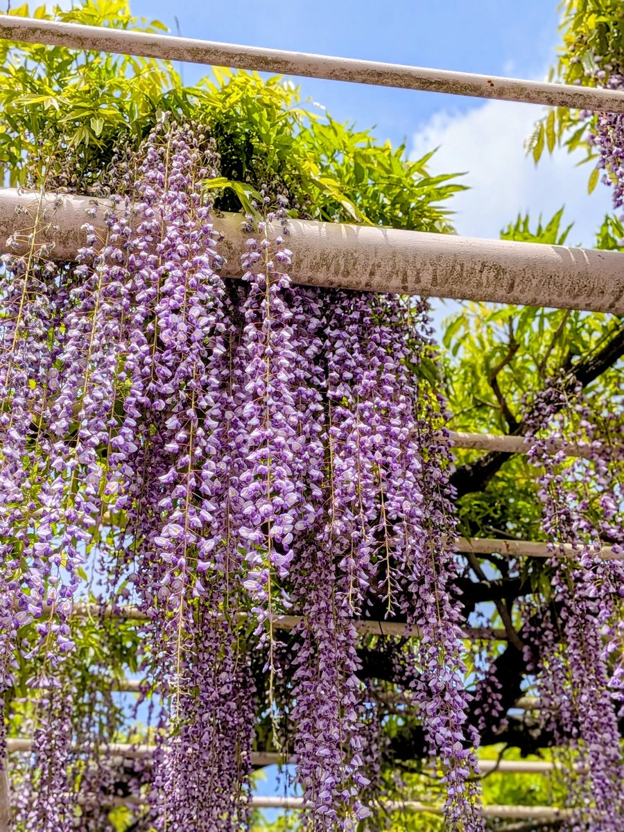 ぴの ︎𖤣𖥧𖥣｡｡｡ tweet media