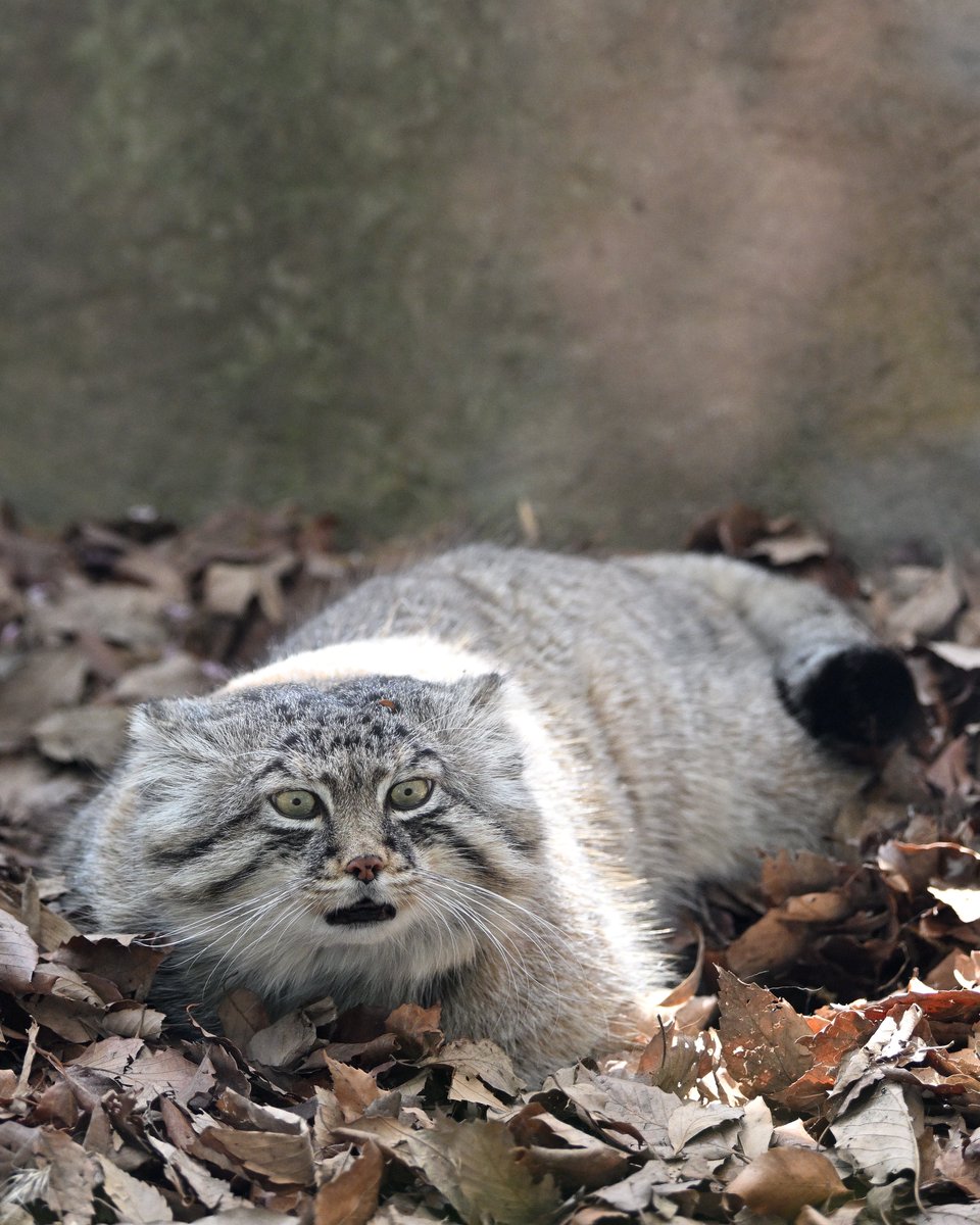 ひろき tweet media