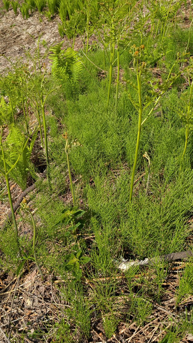 でーすけ tweet media