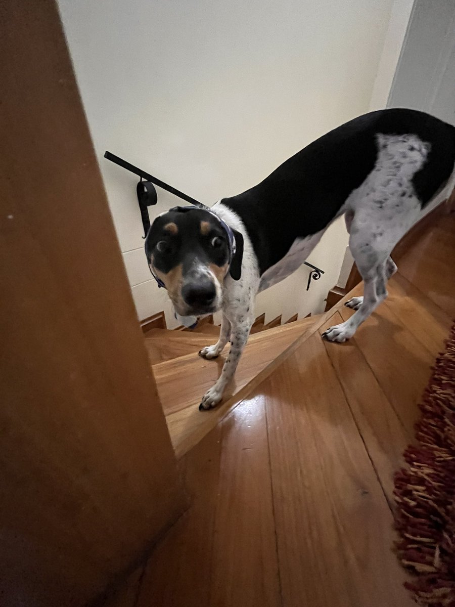 hoy hace un año llego mi bb a la casa