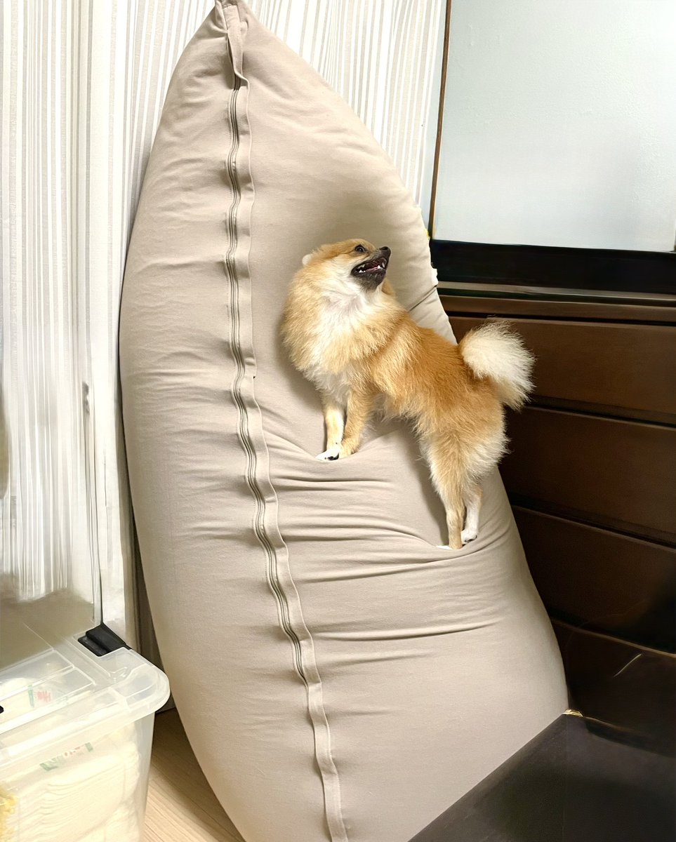 ぽめらにあんのぽんず tweet media