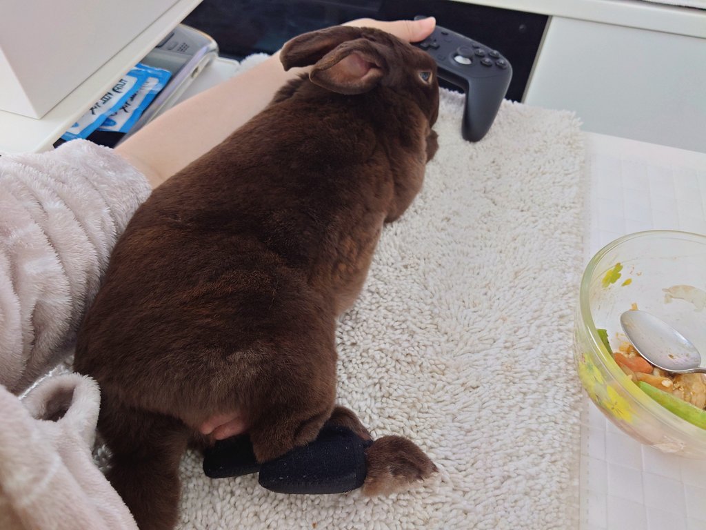 ムク♂6歳🐰ミニレッキス tweet media