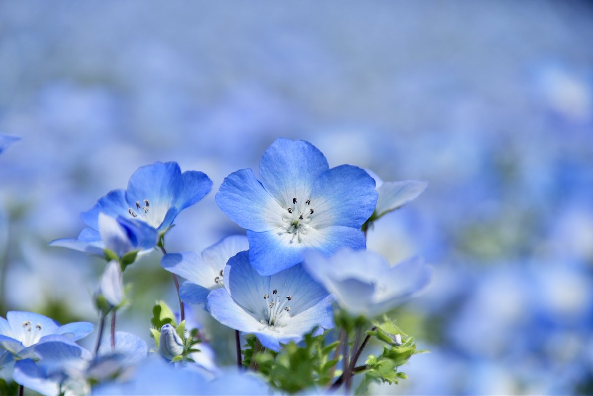 umeboshi3882's tweet image. おはようございます☺️

#TLを花でいっぱいにしよう #なばなの里 #flower
