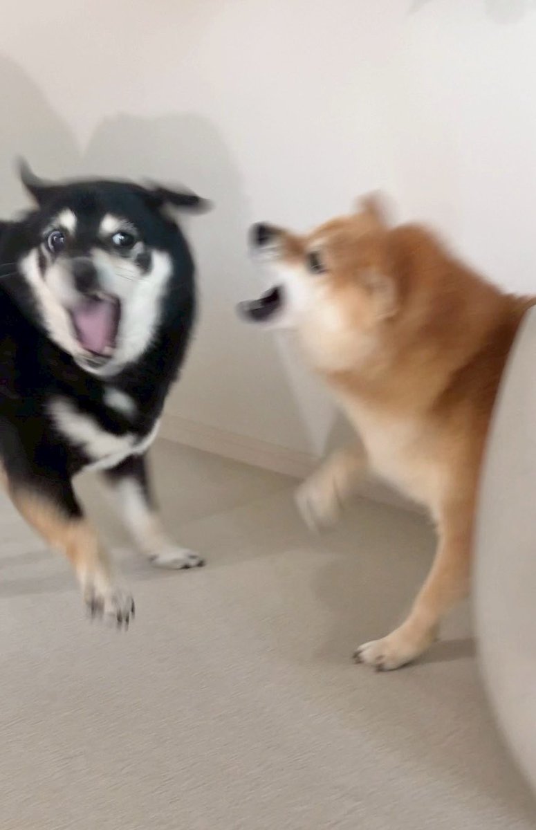 豆柴あさのん🐻🦊YouTubeも見てね👹 tweet media