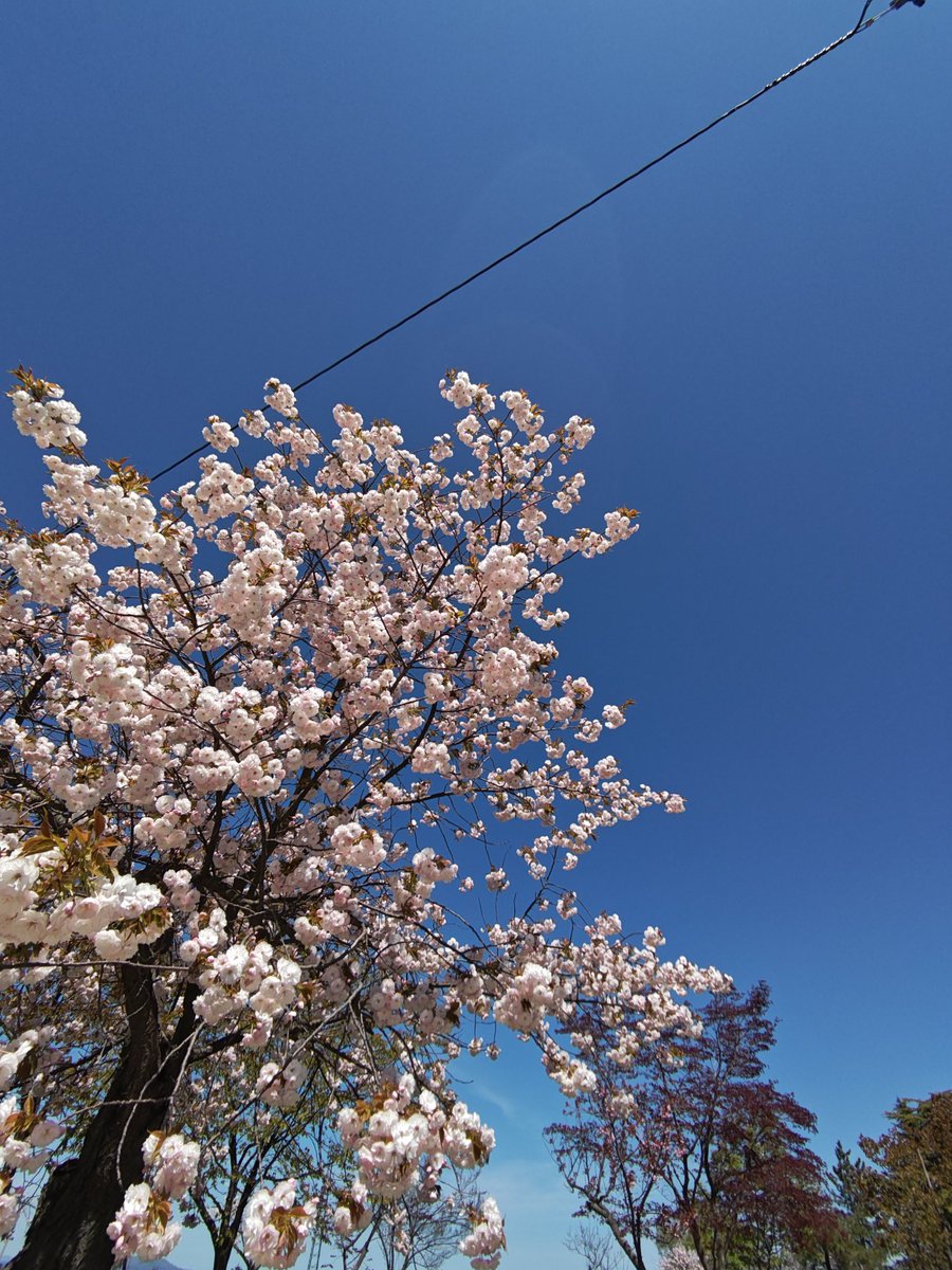 dc489e3f39c340b's tweet image. おはようございます☀
快晴☀筋肉痛の　#ぷらすマルシェ　2日目です😀
残念なことに、#f&amp;amp;hプラス　さんの猿賀公園でのイベント開催は本日がファイナルとのこと…
温かでおもてなしと優しさが行き渡る素敵なイベントを、出店者として、全力で楽しみたいと思います😀
facebook.com/share/17dxhUHV…