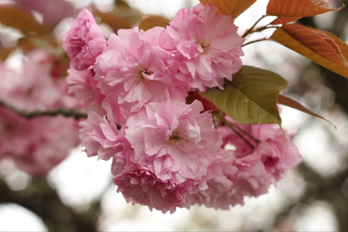 ゆり(りら)双極症5年生 tweet media