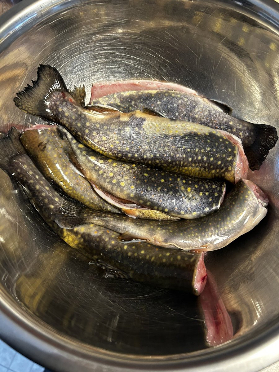ff2k_world's tweet photo. played golf fished trout started sourdough good start to the weekend😮‍💨 https://t.co/BJcVsIGr4u