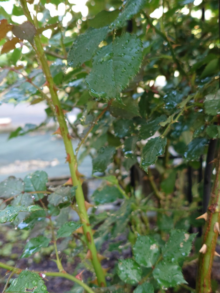 𓁞𓋹 𝙼𝚊𝚊𝚊𝚌𝚘 𓏣𓁙 tweet media