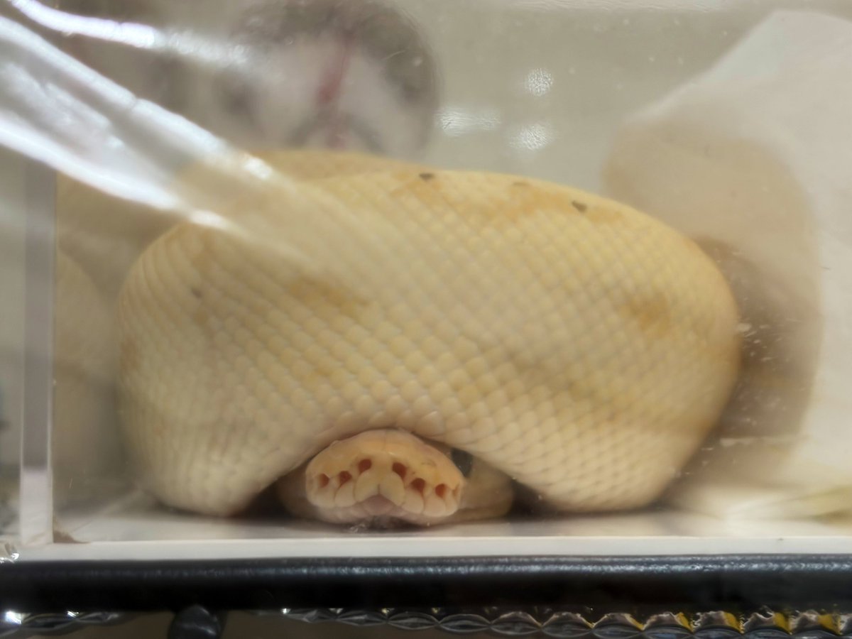 ちょろ奈 tweet media