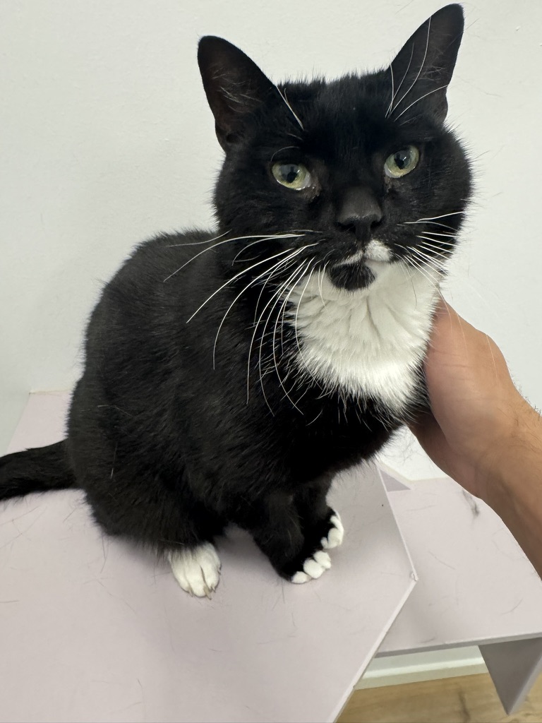 Omar El Fares 🇵🇸 عُمَر الفارس tweet media