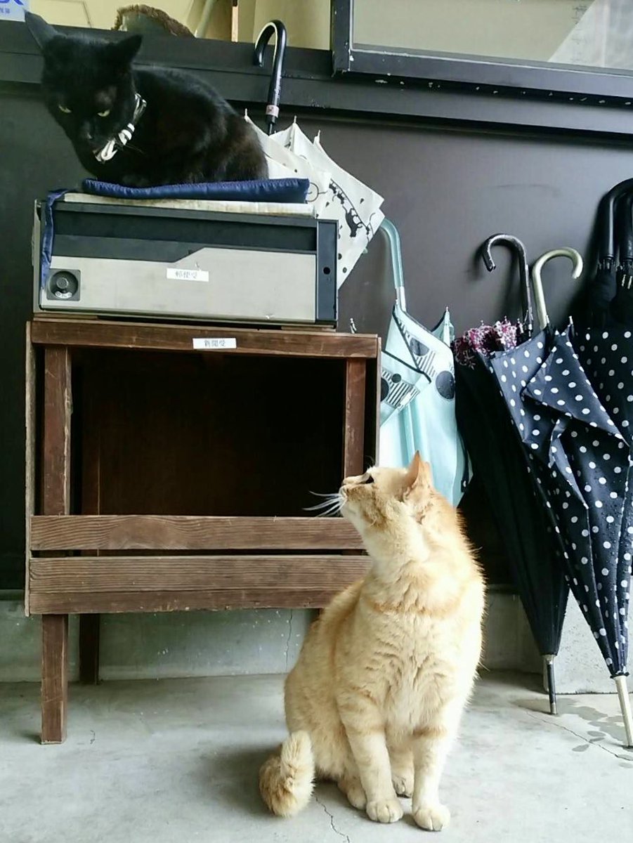 時をかける猫ねこ025