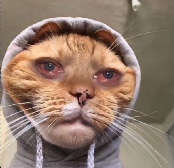 ℝ𝕠𝕝𝕝𝕖𝖝®🕊️ tweet media