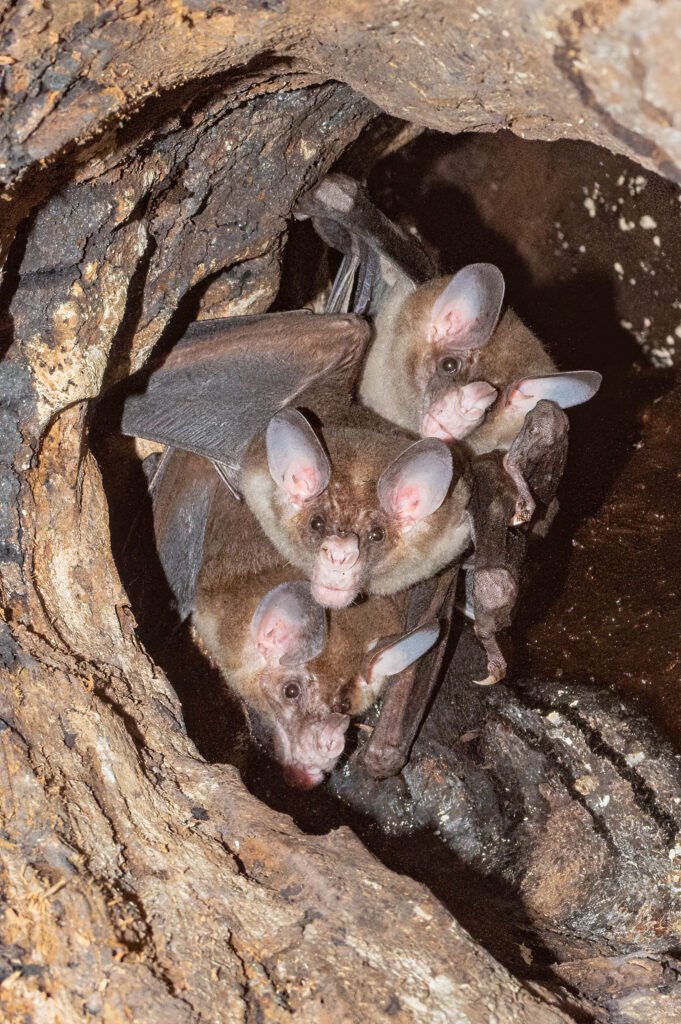 GhouliaChilds's tweet photo. Happy #Baturday! (*Lesser False Vampire Bats) 🦇🦇🦇 https://t.co/SP5fNC1ZJt