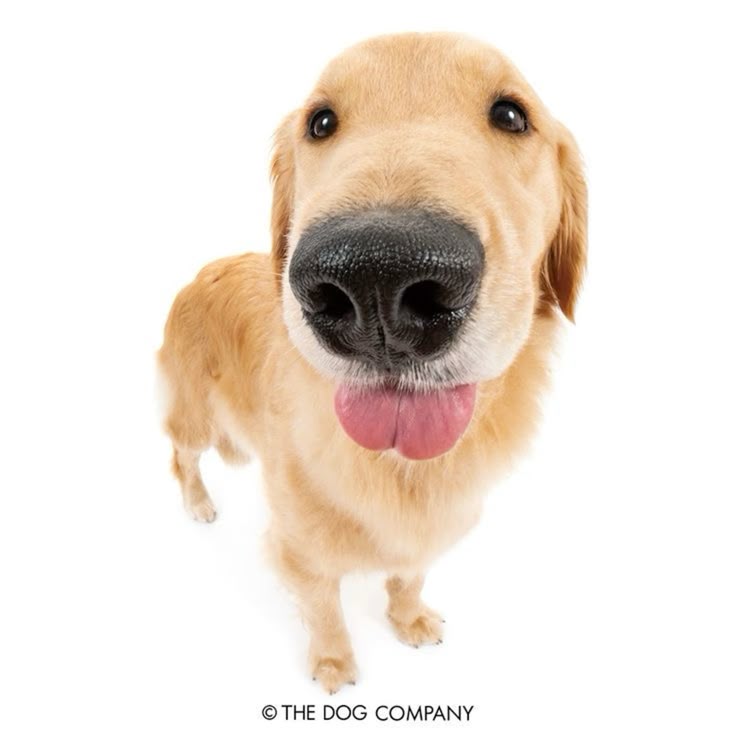 𝐶𝑎𝑟𝑒𝑙𝑙𝑜'𝑠 𝐿𝑜𝑣𝑒𝑟 ❀ tweet media