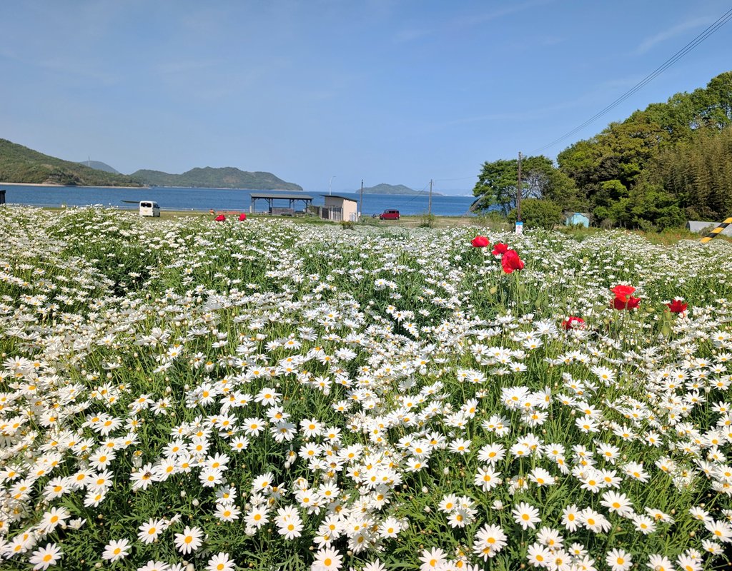 ✡Ai✡ tweet media