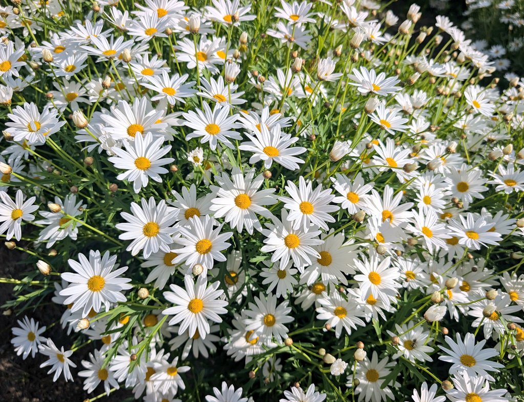 ✡Ai✡ tweet media