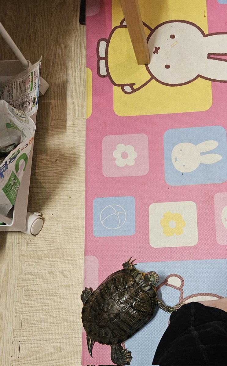 テラッソ tweet media