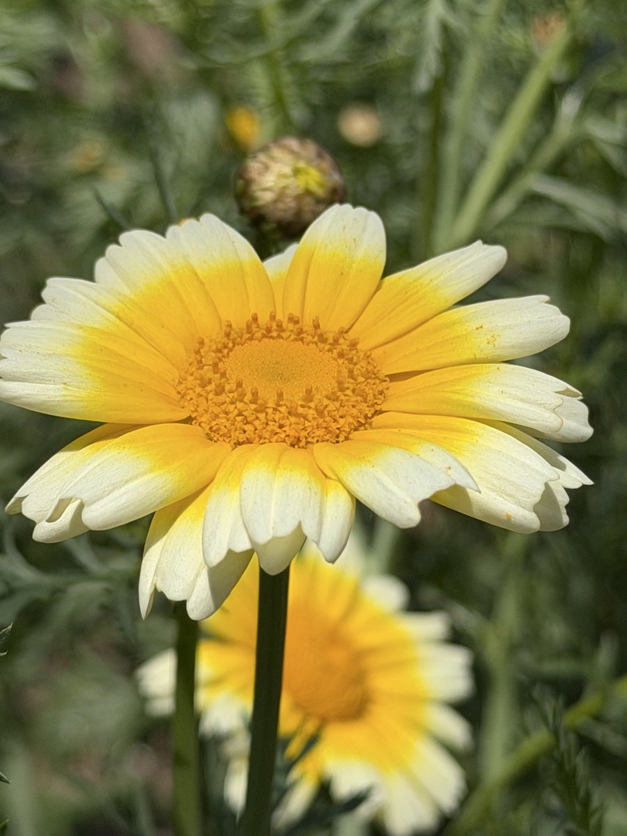 tsutaete's tweet photo. 春菊の花、初めて見た https://t.co/zC4f7Bu9Ab