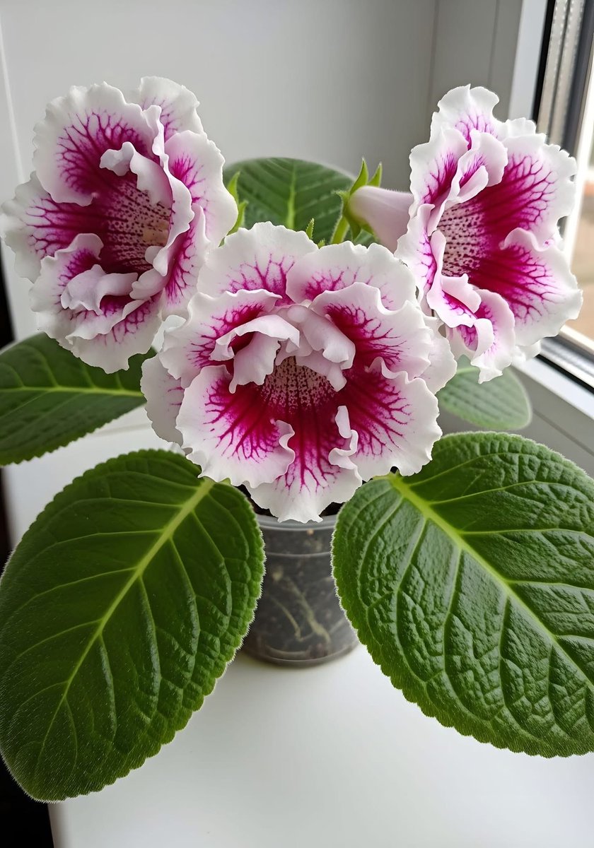 mshafqat72's tweet photo. Velvet petals, vibrant hues, and timeless charm. Gloxinia (Sinningia speciosa) blooms like a living masterpiece. 💮🌸 ✨🌿

#Gloxinia #SinningiaSpeciosa #BloomBeauty #FlowerLovers #NatureInBloom #FloralMagic #GardenCharm #PetalPerfection #NaturePhotography #FlowerAesthetic https://t.co/TnrJj5BO4z