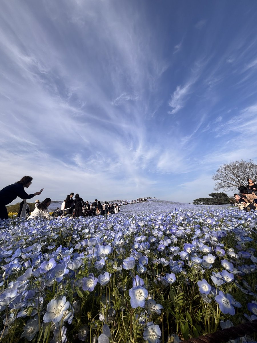 唐草🪼@LuckyFes'26アンバサダー tweet media