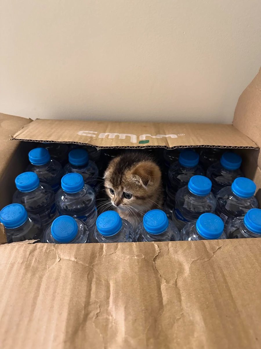 ملاك tweet media