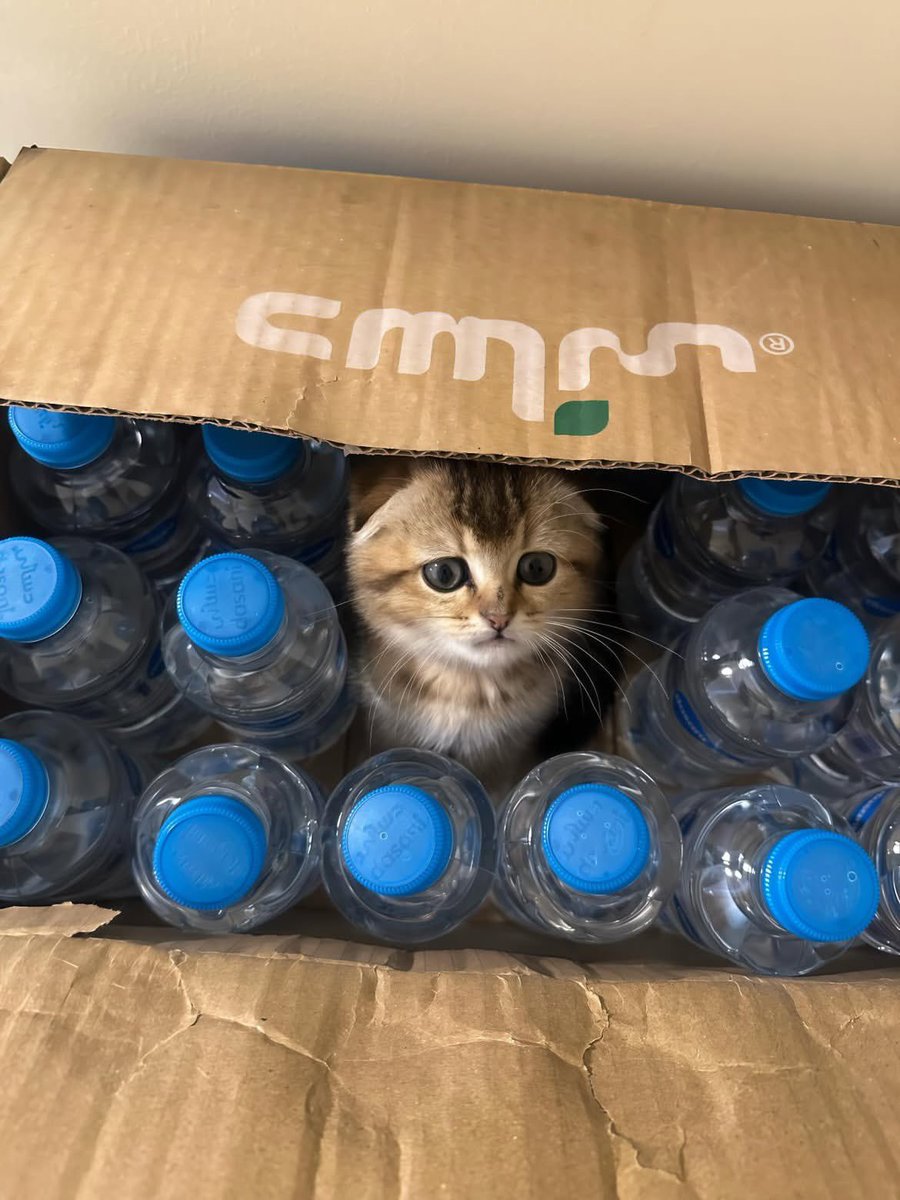 ملاك tweet media