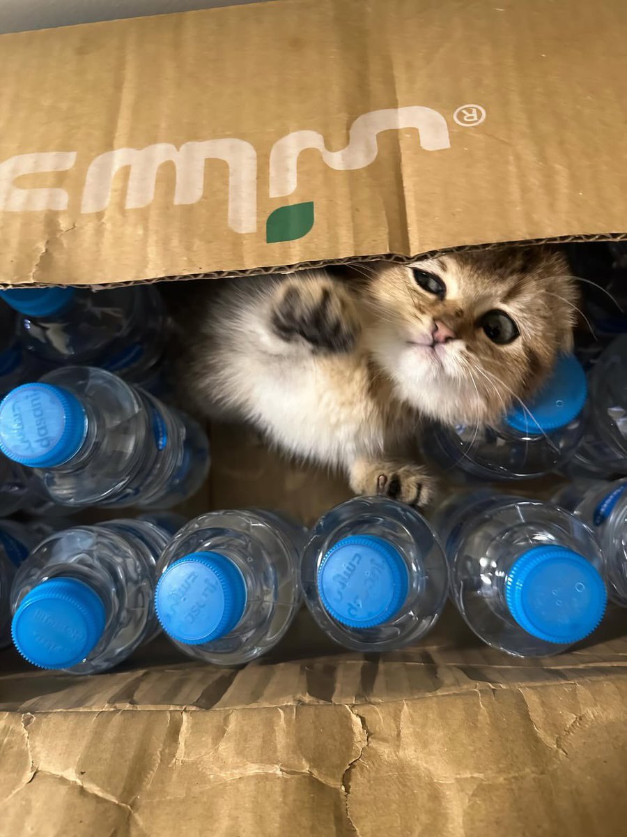 ملاك tweet media