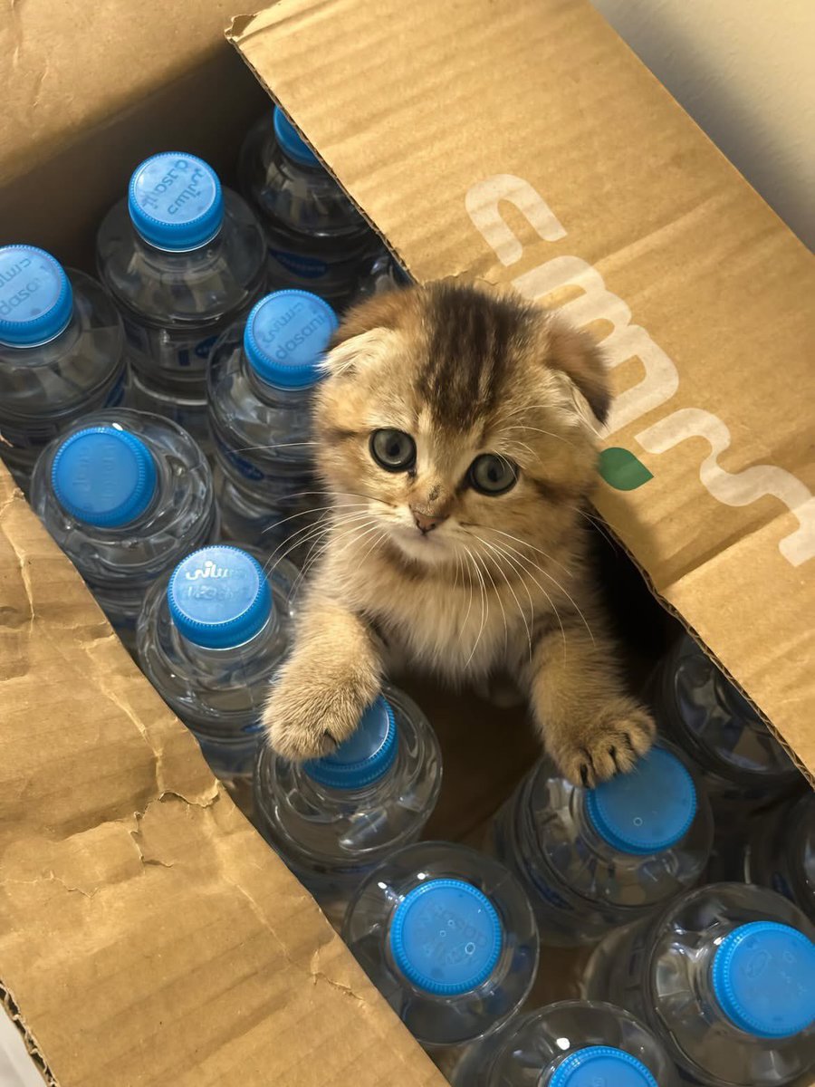 ملاك tweet media