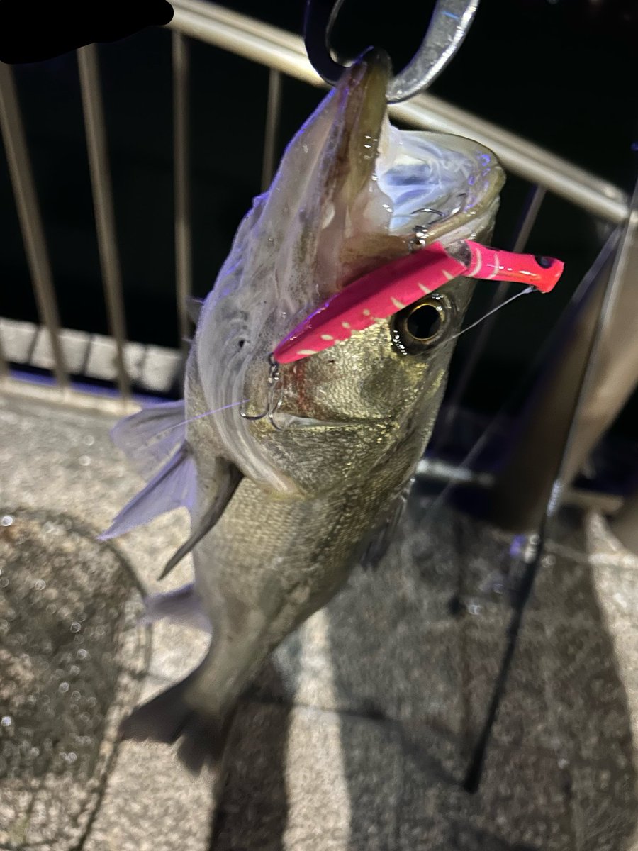 高一チャリアングラー🎣🚲🐟 tweet media