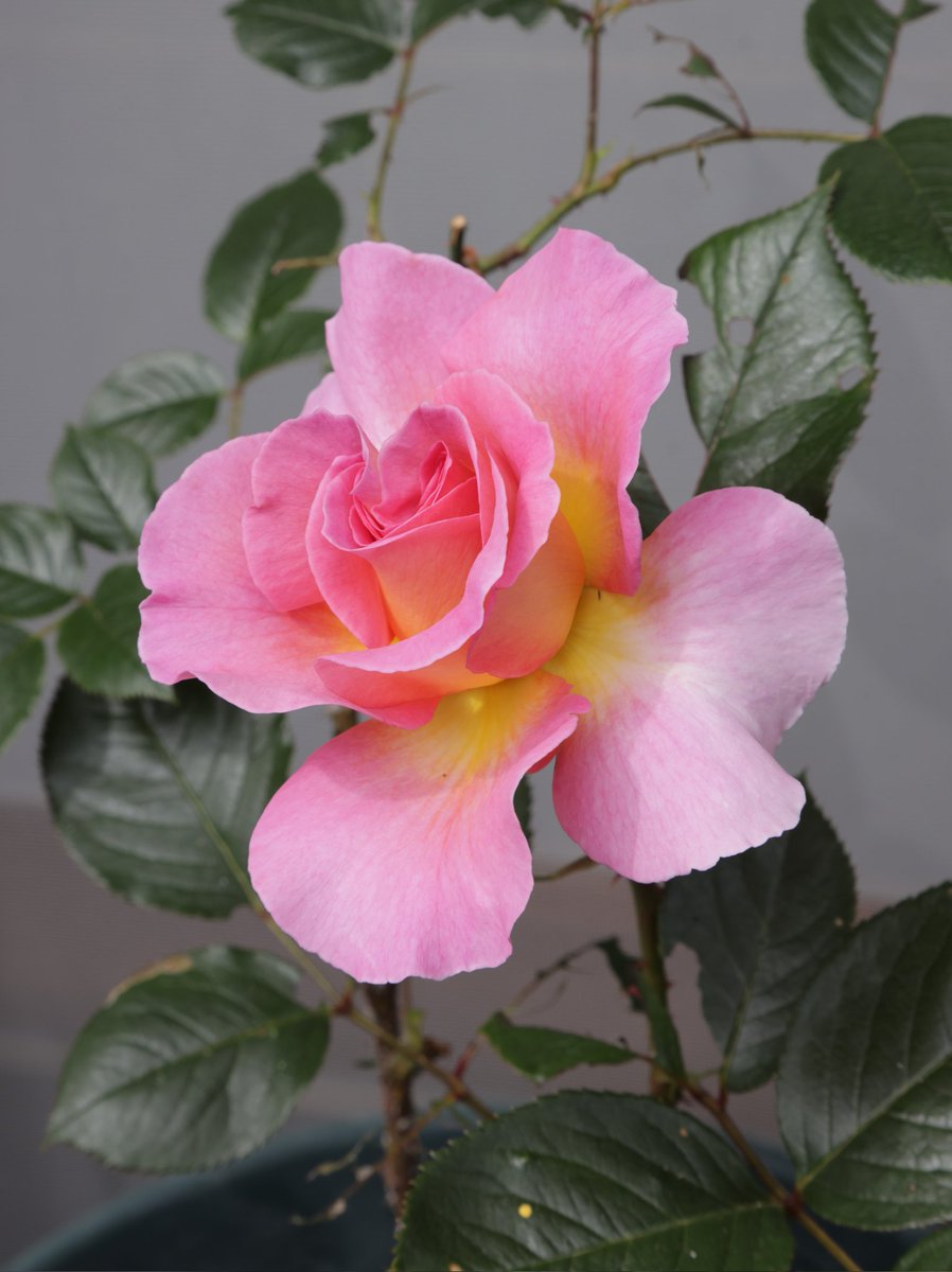 おはようございます。薔薇が咲き始めました。