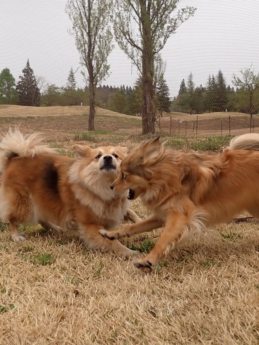 もなかとキャラメル tweet media