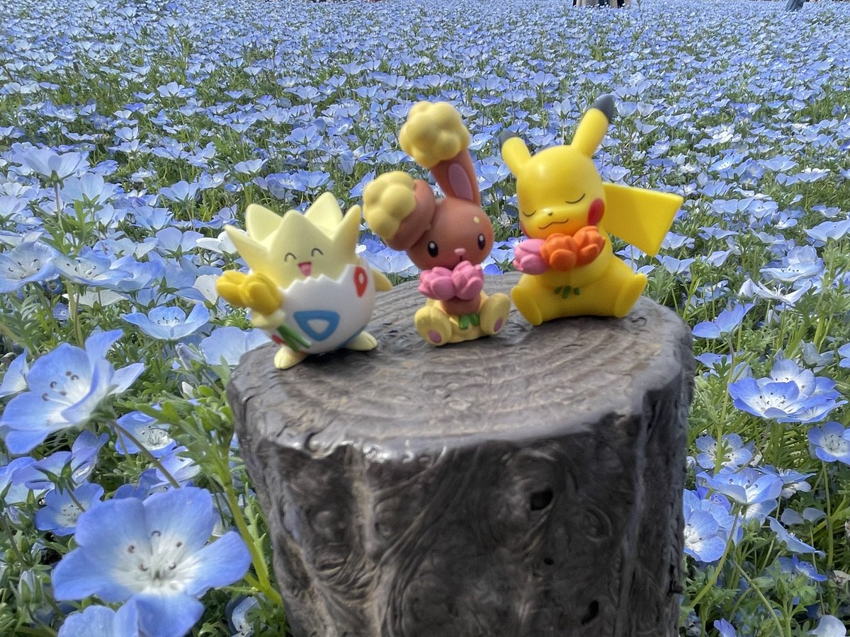 marie_pppu's tweet photo. 昭和記念公園のネモフィラすごく綺麗だった〜！！！
天気も良かったし散歩したりア��ス食べたり写真撮ったりとひとりでも推しとのお散歩楽しかったな〜☺️🫶
#昭和記念公園
#ポケモン
#しろたん
#推し活 https://t.co/HUYn0j6nlA