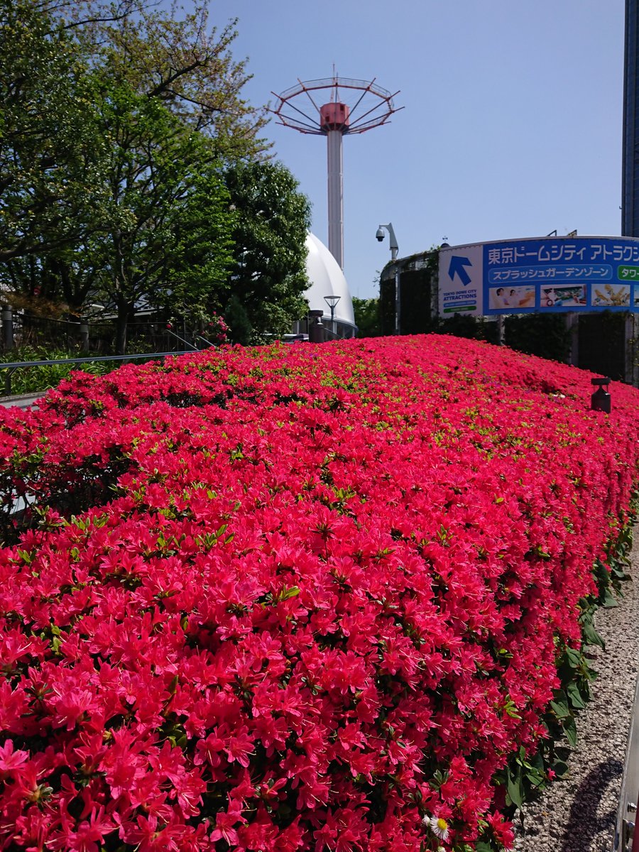 mysterysnack1's tweet image. 2nd week of April #TokyoDomeCity

Azalea

#beautifulplantsinTokyo #LateSpring