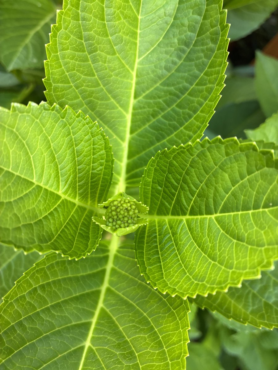 小鳥鳥子＠『甘々なペンギン日和』 tweet media