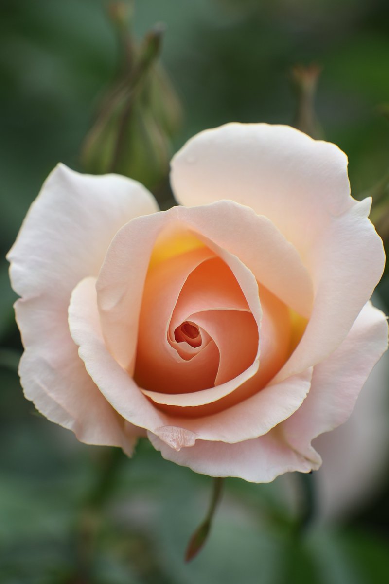 gontanokoneroku's tweet image. Rose 😃

#Flowers #Rose