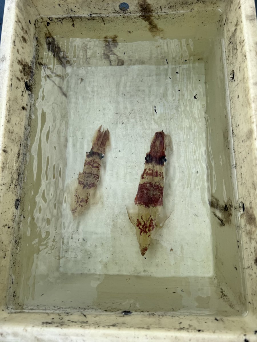 どぶ猫トマト tweet media