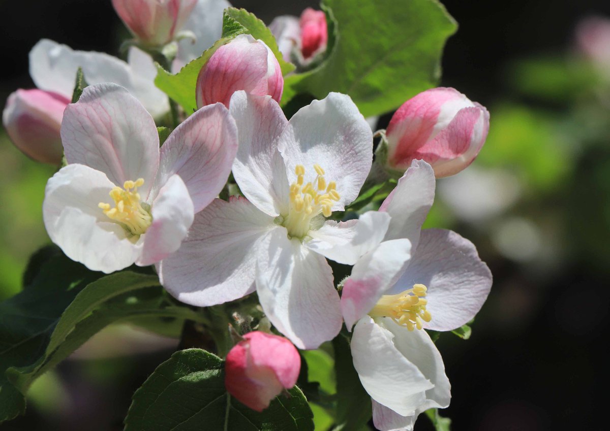 開花を始めたリンゴの花。花びらが、うっすらピンク色に染まっています😊