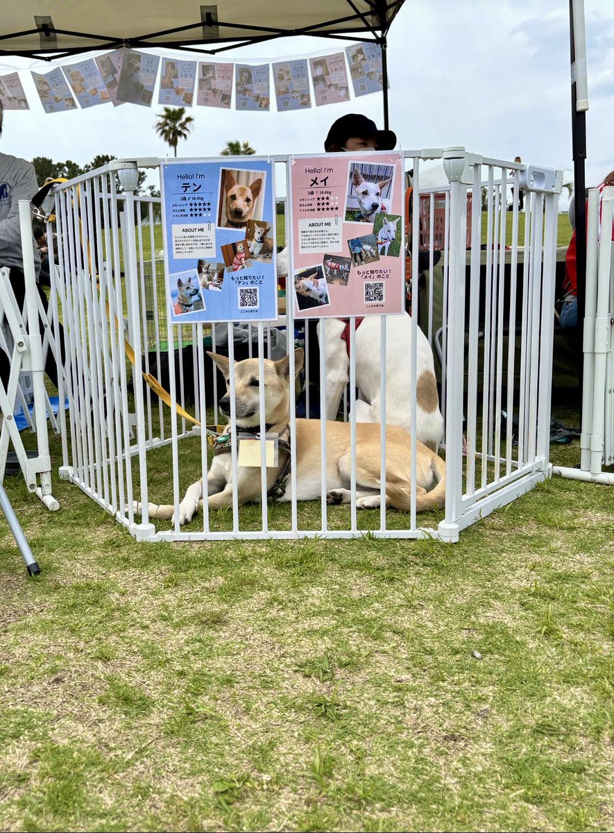 HUGANIMALS1's tweet photo. #HUGANIMALS! Vol.15 #辻堂海浜公園
4月25日〜26日開催🐾

本日2日目　予定通り開催いたします
久しぶりの2日間開催٩( ᐛ )و
本日もステージコンテンツ充実してます！
皆さまのご来場お待ちしております

良き出会いがありますように🐕､､🐈

#ハグアニマルズ
#譲渡会
#保護犬
#保護猫
#キッチンカー https://t.co/JRuloHDWX4
