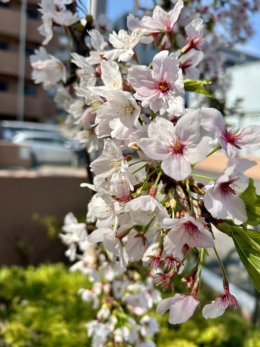 おはようございます🌸
