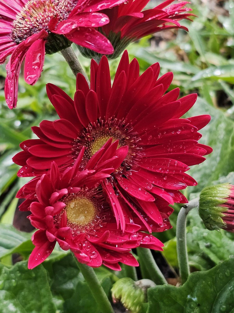 tinasunshine95's tweet image. Gerbera daisies in the garden...🌼❤️🧡🪴🌿🌱 a deep rose color #garden #gardenersworld