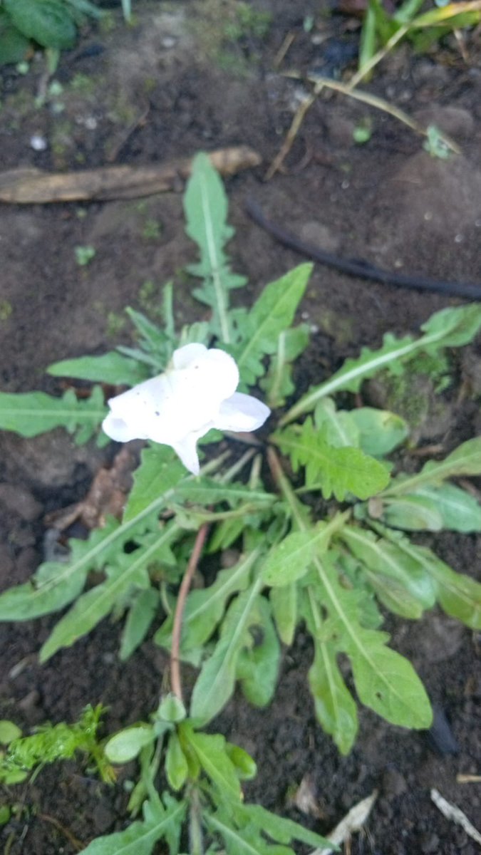 ProducirOrganic's tweet image. Abierta.- 18h00.
Duerme.-  8h00.
#magia.