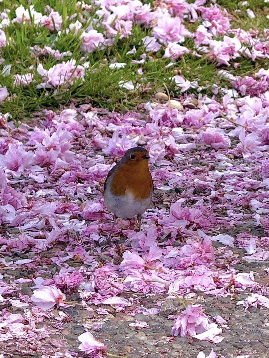 monty772011's tweet image. Holland Park, London, April 2026 #HollandPark #London #Robin #Blossom
